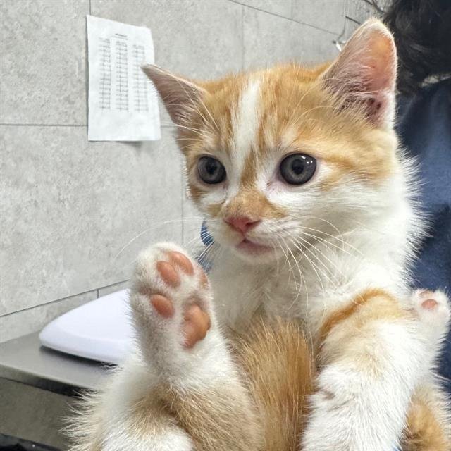 STEPHEN - Domestic Short Hair available for adoption