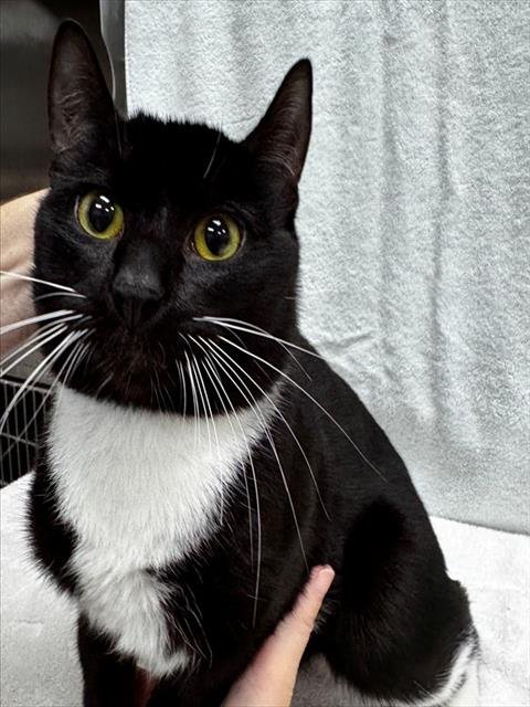 JUSTIN - Domestic Short Hair available for adoption