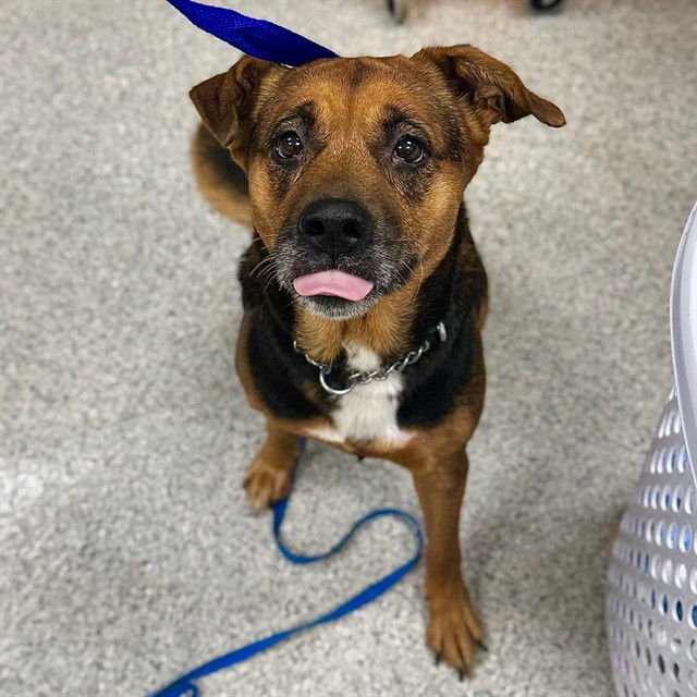 MAYA - German Shepherd Dog / Siberian Husky available for adoption