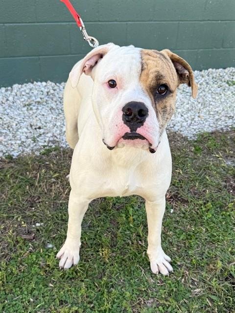 THEO - Boxer available for adoption