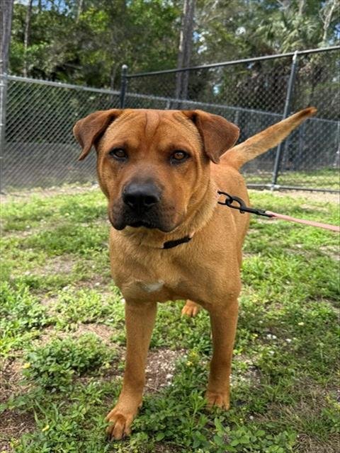 GARNET - Labrador Retriever available for adoption