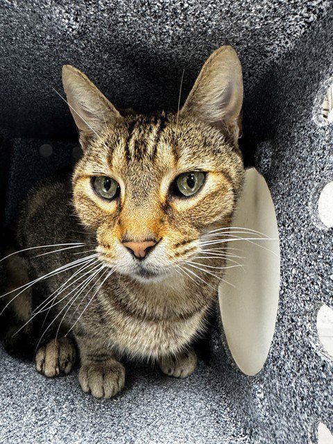 MOCHA - Domestic Short Hair available for adoption