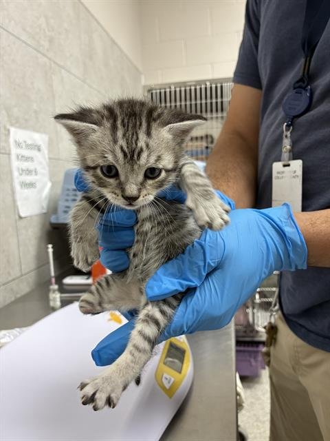 FROST - Domestic Short Hair available for adoption