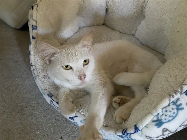 WEISS - Domestic Short Hair available for adoption