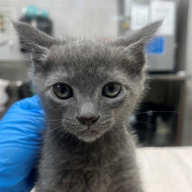 A302587 - Domestic Short Hair available for adoption