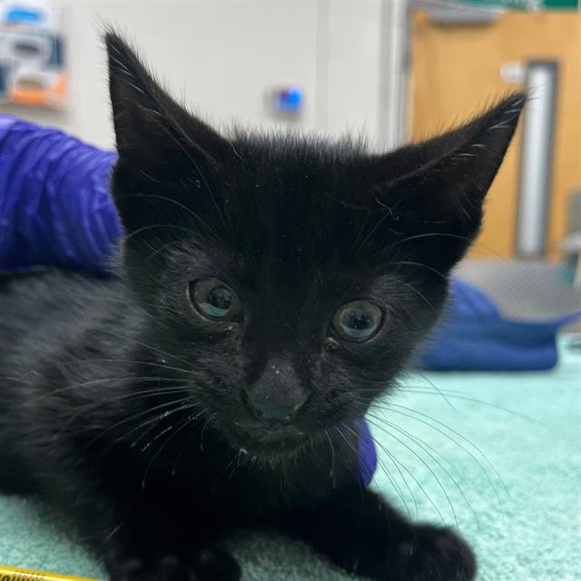 A302048 - Domestic Short Hair available for adoption