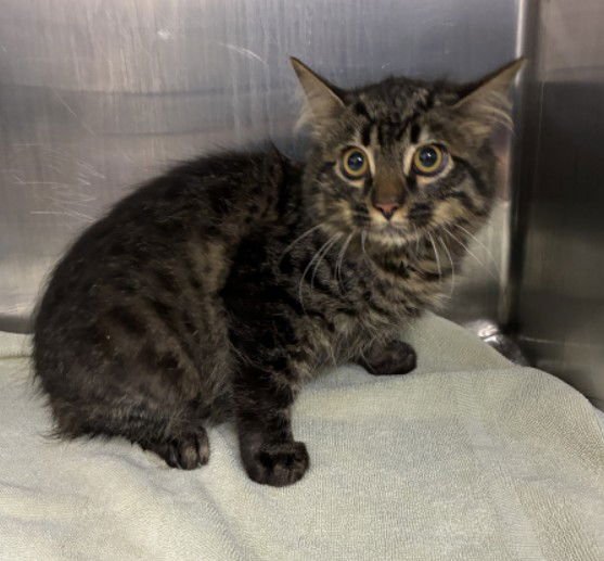 CALVIN - Domestic Medium Hair available for adoption