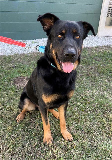 ORION - Beauceron available for adoption