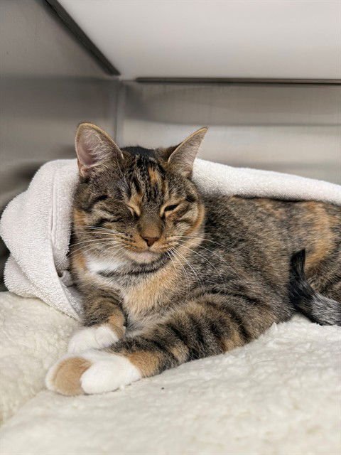 TINA - Domestic Short Hair available for adoption