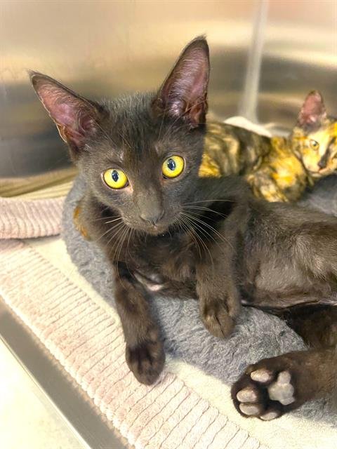 PETER MURPHY - Domestic Short Hair available for adoption