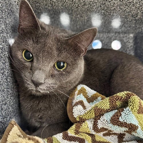 BELLA - Domestic Short Hair available for adoption