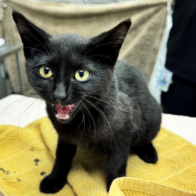 KEANU - Domestic Short Hair available for adoption