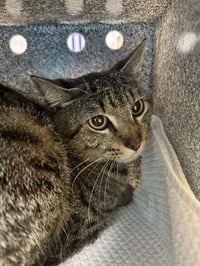 BUTTERSCOTCH - Photo 1