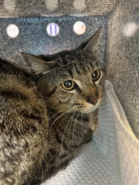 BUTTERSCOTCH - Domestic Short Hair available for adoption