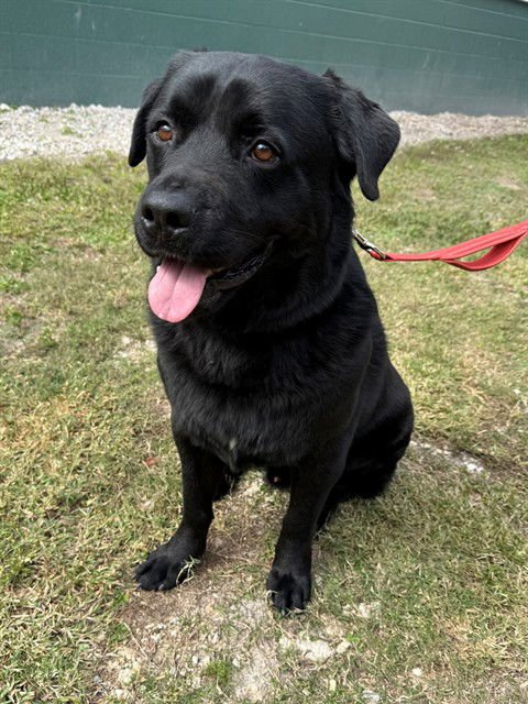 ONYX - Rottweiler available for adoption