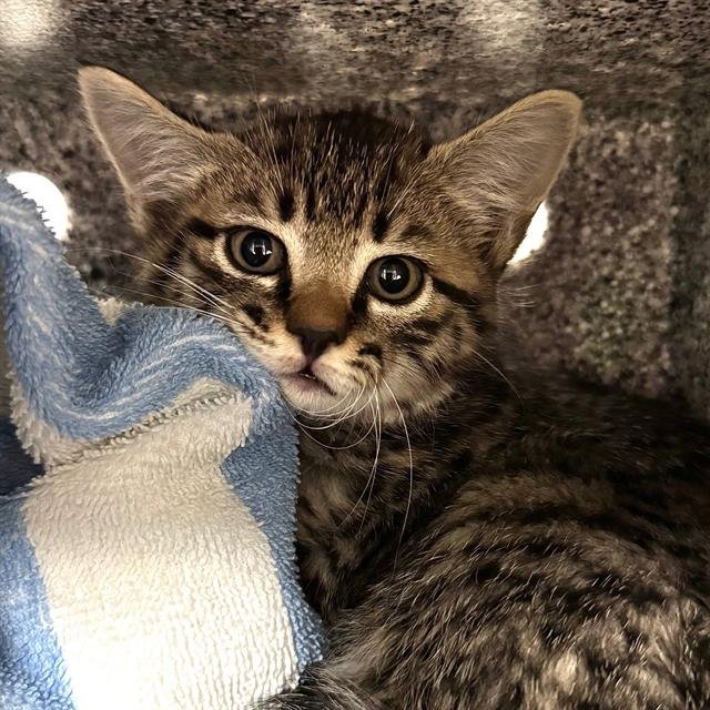 KIT - Domestic Short Hair available for adoption