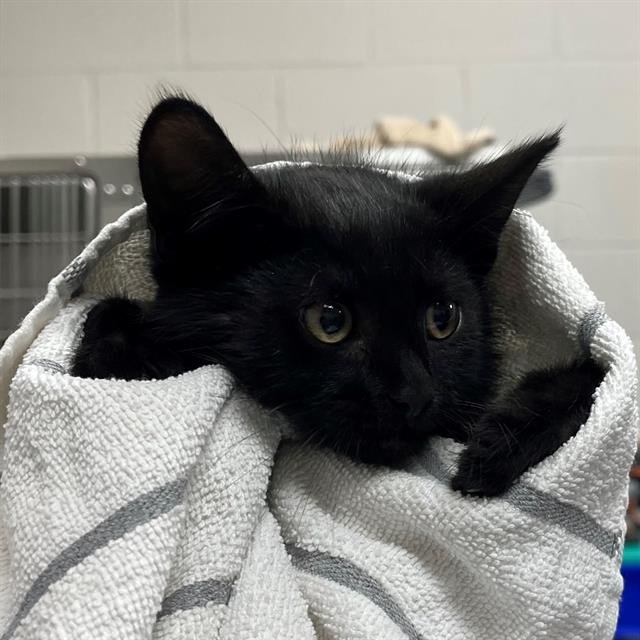 SARDINE - Domestic Short Hair available for adoption