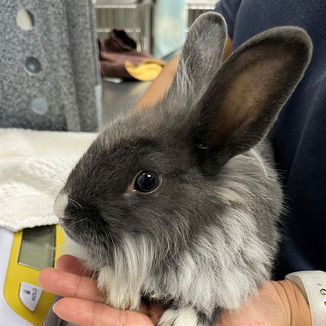 GANDALF - Longhaired Rabbit available for adoption