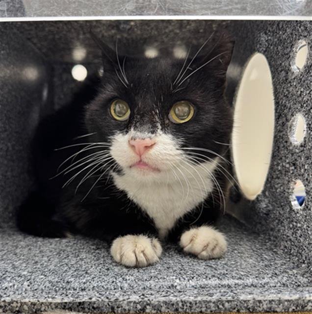 DRACULA - Domestic Short Hair available for adoption