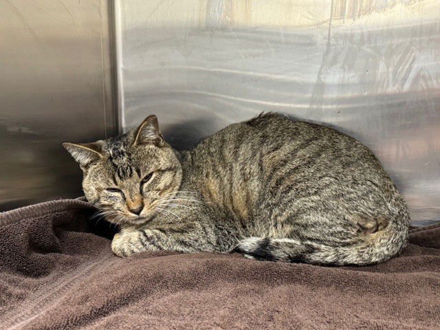 JOEY - Domestic Short Hair available for adoption