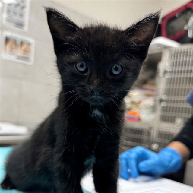 WRIGLEY - Domestic Medium Hair available for adoption