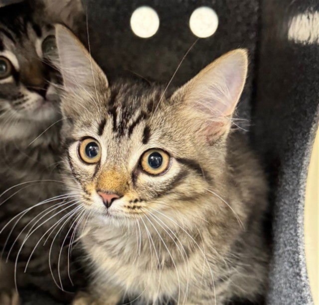 MOSS - Domestic Short Hair available for adoption