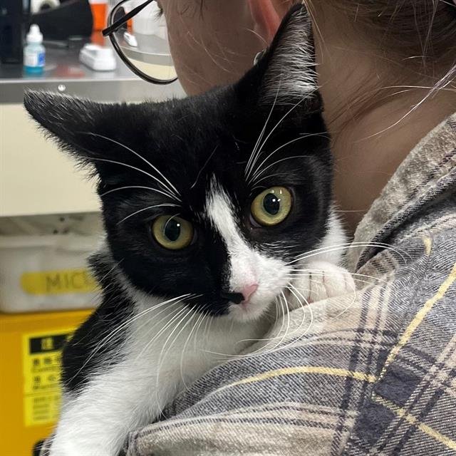 BISMUTH - Domestic Short Hair available for adoption