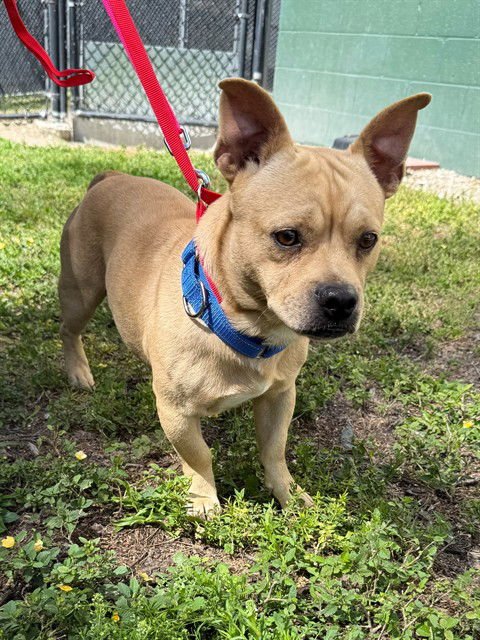 LORD FARQUAD - Carolina Dog available for adoption