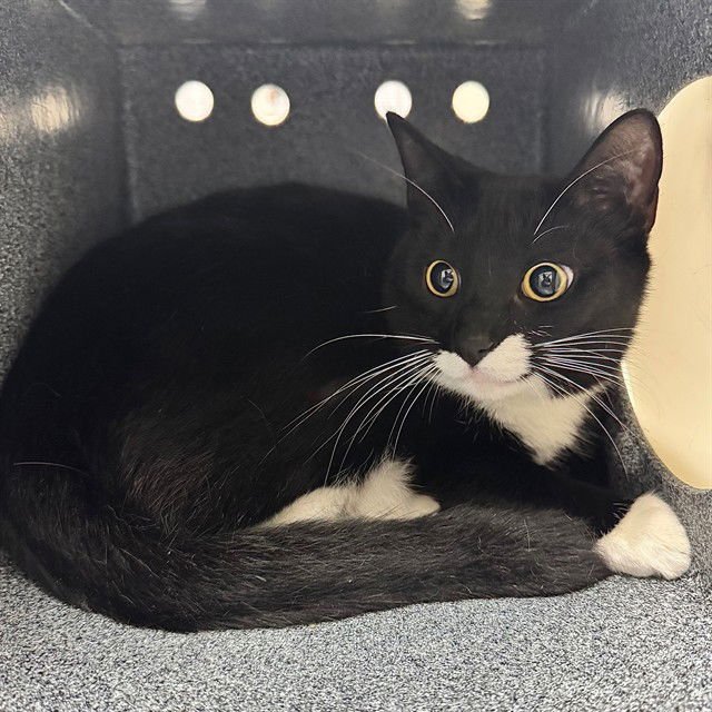 JYNX - Domestic Short Hair available for adoption