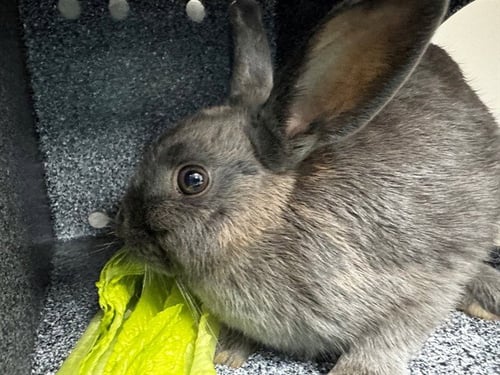 A304083 - Shorthaired Rabbit available for adoption