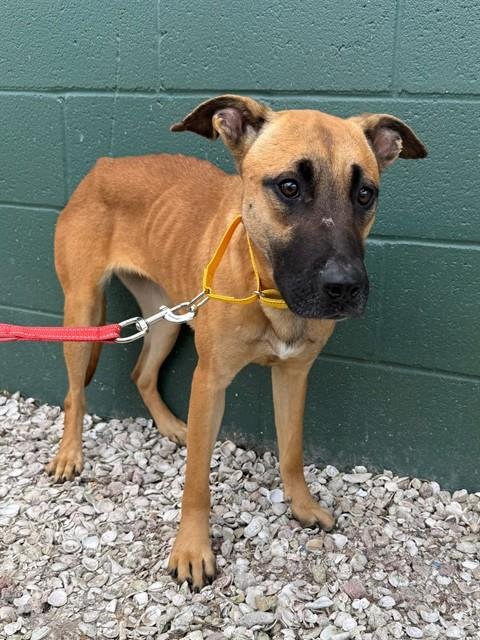 LILA - Black Mouth Cur available for adoption