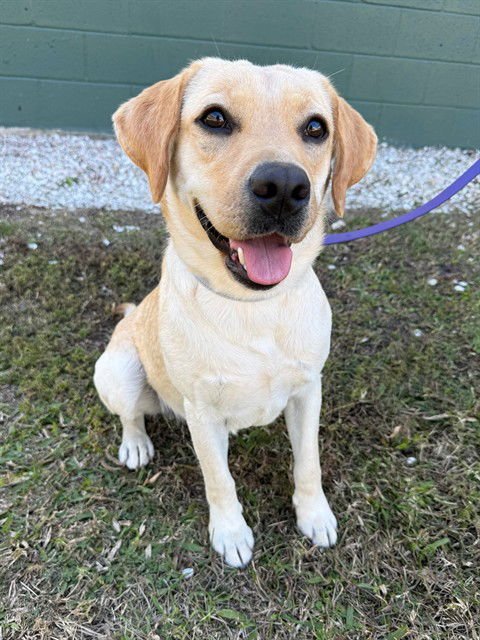HARLOW - Labrador Retriever available for adoption