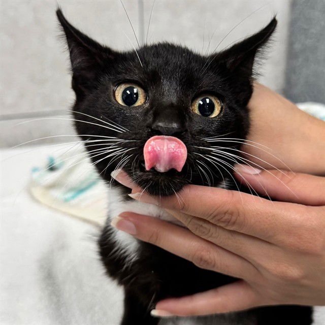 A302822 - Domestic Short Hair available for adoption