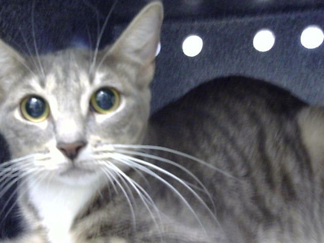 JAZZY - Domestic Short Hair available for adoption