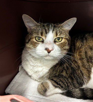 JENNINE - Domestic Short Hair available for adoption