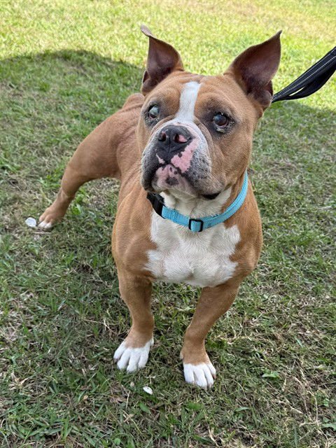 GERALD - Bulldog available for adoption
