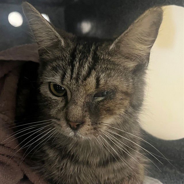 WANDA - Domestic Long Hair available for adoption