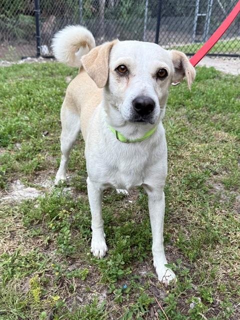 SPARKY - Labrador Retriever available for adoption