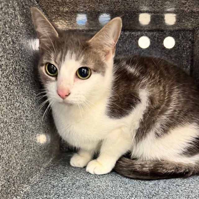 STAR - Domestic Short Hair available for adoption