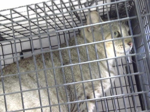 DEDE - Domestic Short Hair available for adoption