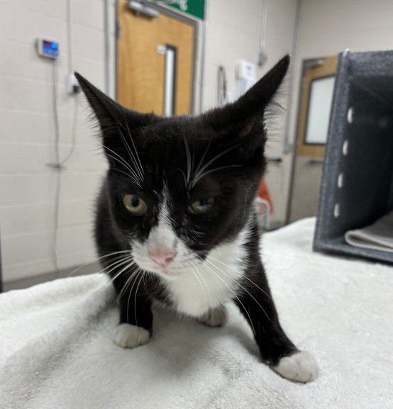 SHELBY - Domestic Short Hair available for adoption