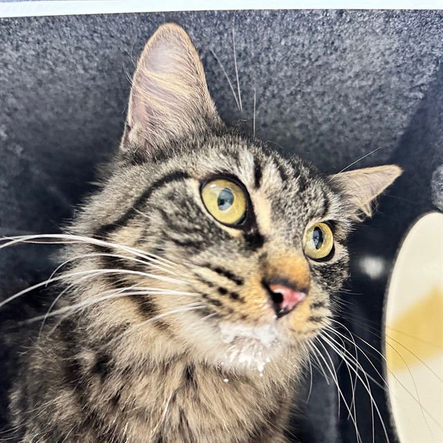 HANNAH - Domestic Medium Hair available for adoption