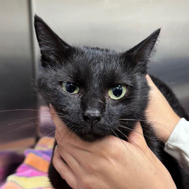 MILKSHAKE - Domestic Short Hair available for adoption