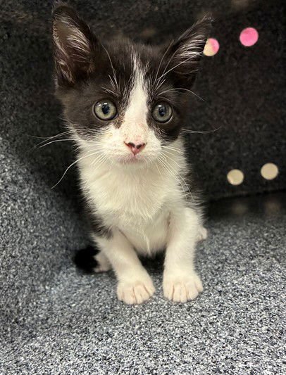 MANCHITAS - Domestic Short Hair available for adoption