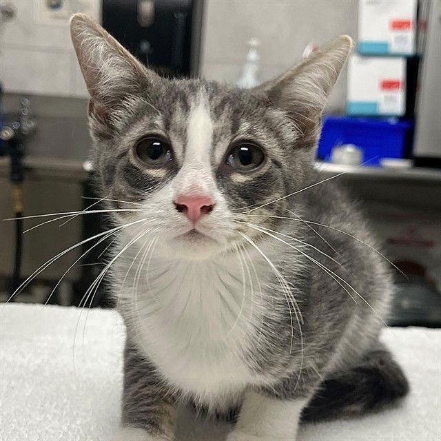 TOM - Domestic Short Hair available for adoption