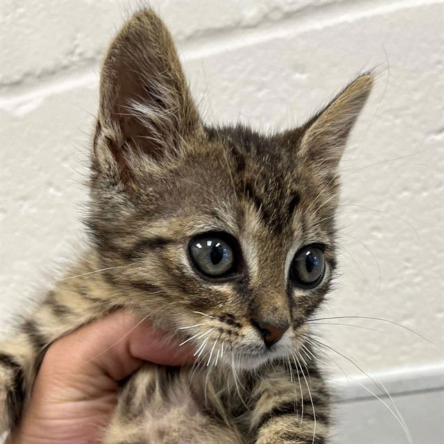 SUGAR - Domestic Short Hair available for adoption