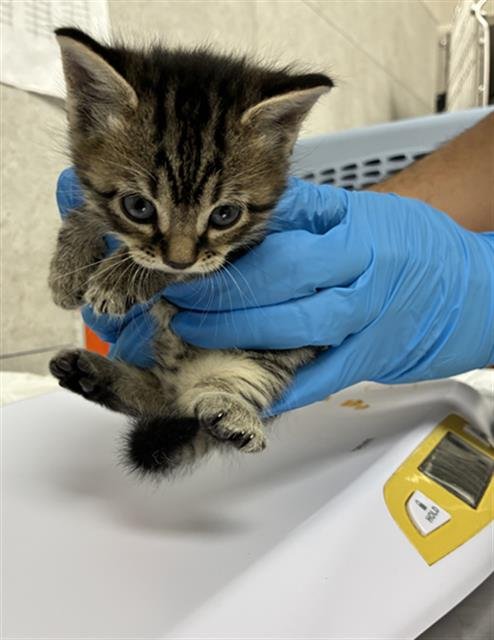 SHELLEY - Domestic Short Hair available for adoption