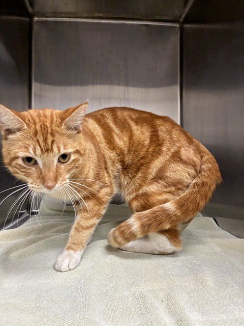 PAWL - Domestic Short Hair available for adoption