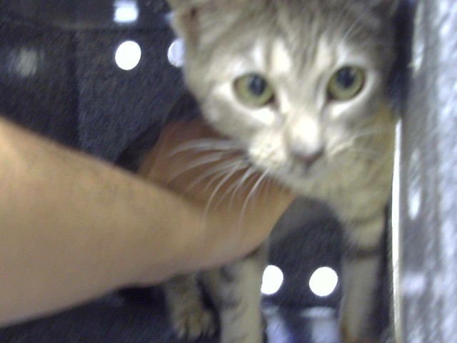 DARLING - Domestic Short Hair available for adoption