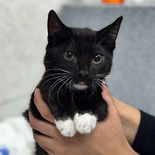 A302824 - Domestic Short Hair available for adoption